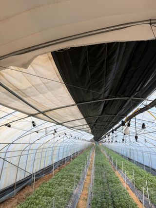 곰근이네흙밭님의 상추 · 영농일지 작성글 사진