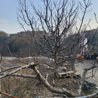 가로수님의 기타작물 · 영농일지 작성글 사진