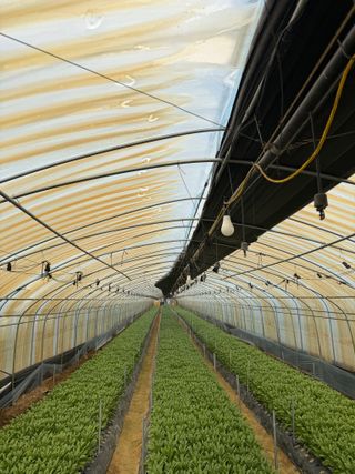 곰근이네흙밭님의 상추 · 영농일지 작성글 사진