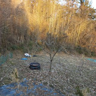 김건우님의 기타작물 · 영농일지 작성글 사진