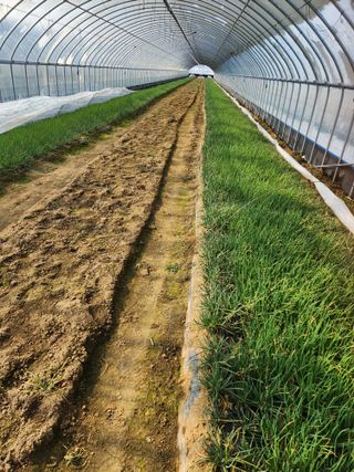 김저팔계님의 파 · 영농일지 작성글 사진