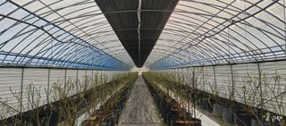 류근택님의 블루베리 · 영농일지 작성글 사진