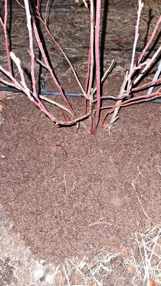 대봉농원 이경화님의 블루베리 · 영농일지 작성글 사진