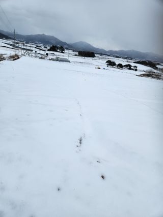 김저팔계님의 파 · 영농일지 작성글 사진