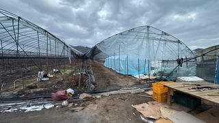 김성진님의 양배추 · 영농일지 작성글 사진