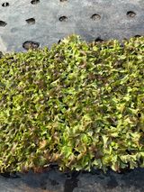 곰근이네흙밭님의 작성글 사진