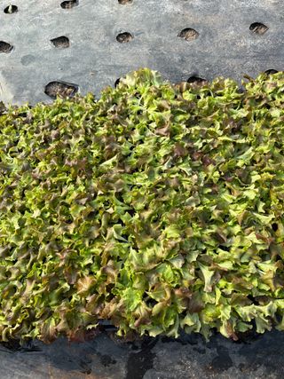 곰근이네흙밭님의 상추 · 영농일지 작성글 사진