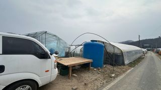 김성진님의 양배추 · 영농일지 작성글 사진