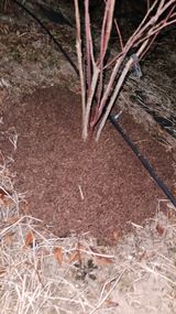 대봉농원 이경화님의 작성글 사진