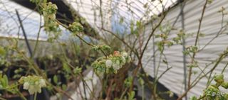 류근택님의 블루베리 · 영농일지 작성글 사진