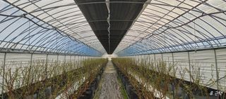 류근택님의 블루베리 · 영농일지 작성글 사진