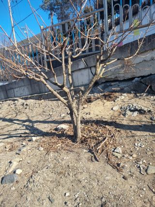 김용대님의 기타작물 · 영농일지 작성글 사진