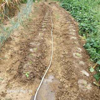 칠곡가산 최지훈님의 양파 · 영농일지 작성글 사진