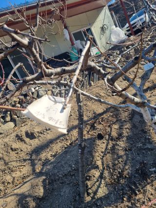 김용대님의 복숭아 · 영농일지 작성글 사진