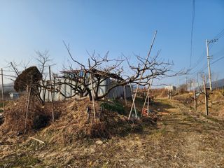 두릅나무6735님의 복숭아 · 영농일지 작성글 사진