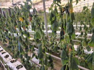 늘햇살팜 님의 기타작물 · 영농일지 작성글 사진