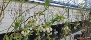 류근택님의 블루베리 · 영농일지 작성글 사진