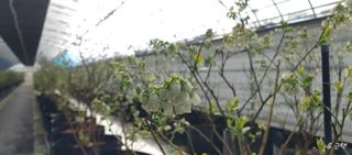 류근택님의 블루베리 · 영농일지 작성글 사진