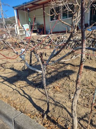 김용대님의 복숭아 · 영농일지 작성글 사진