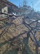 팜모닝 복숭아·영농일지 게시글 이미지