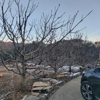 가로수님의 기타작물 · 영농일지 작성글 사진
