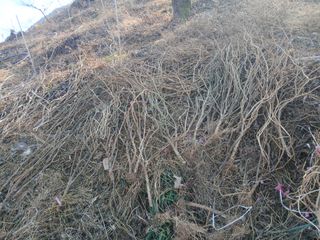 김명자님의 기타작물 · 영농일지 작성글 사진