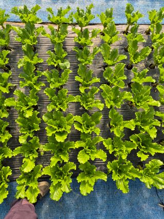 농민님의 상추 · 영농일지 작성글 사진