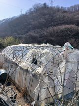 팜모닝 기타작물·영농일지 게시글 이미지