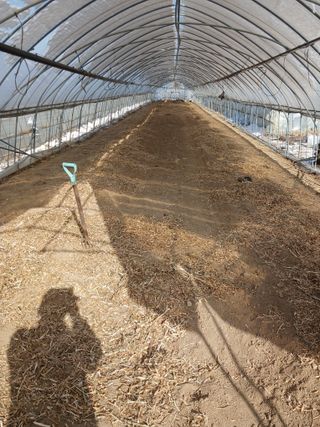 자기왕사랑해님의 시금치 · 영농일지 작성글 사진