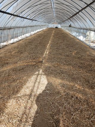 자기왕사랑해님의 시금치 · 영농일지 작성글 사진