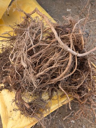 아하론님의 두릅 · 영농일지 작성글 사진