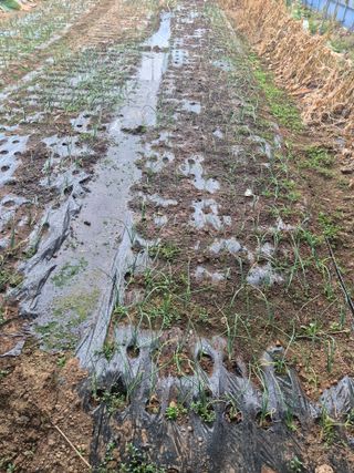 허봉모 님의 양파 · 영농일지 작성글 사진