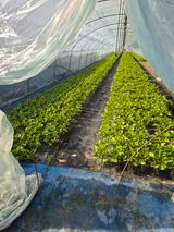 팜모닝 상추·영농일지 게시글 이미지