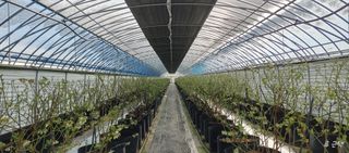 류근택님의 블루베리 · 영농일지 작성글 사진