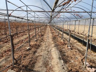 잘살아보세님의 포도 · 영농일지 작성글 사진