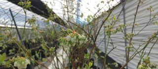 류근택님의 블루베리 · 영농일지 작성글 사진