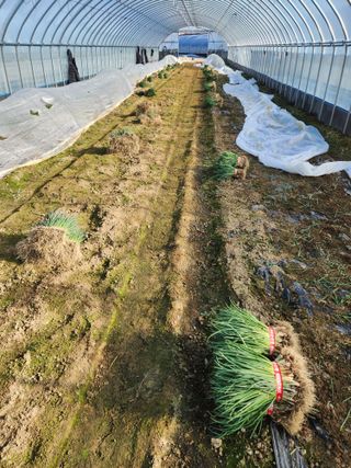 김저팔계님의 파 · 영농일지 작성글 사진