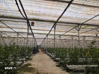 늘햇살팜 님의 기타작물 · 영농일지 작성글 사진