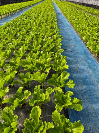 농민님의 상추 · 영농일지 작성글 사진