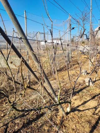 회현농원 샤인머스켓님의 기타작물 · 영농일지 작성글 사진