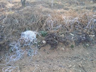 김명자님의 기타작물 · 영농일지 작성글 사진