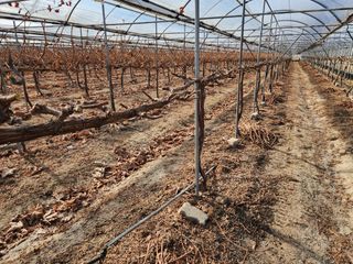 잘살아보세님의 포도 · 영농일지 작성글 사진