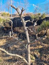 팜모닝 기타작물·영농일지 게시글 이미지