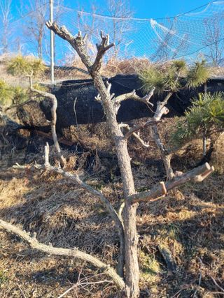 회현농원 샤인머스켓님의 기타작물 · 영농일지 작성글 사진