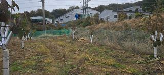 권오채님의 기타작물 · 영농일지 작성글 사진