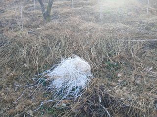 김명자님의 기타작물 · 영농일지 작성글 사진