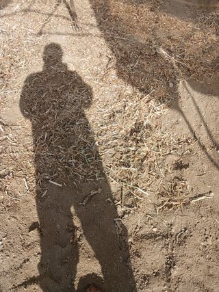 자기왕사랑해님의 시금치 · 영농일지 작성글 사진