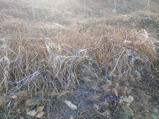 김명자님의 기타작물 · 영농일지 작성글 사진