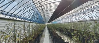 류근택님의 블루베리 · 영농일지 작성글 사진