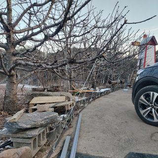 가로수님의 기타작물 · 영농일지 작성글 사진